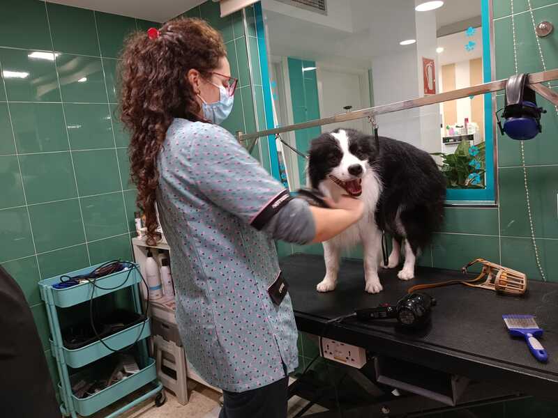 Descuentos especiales para clientes con múltiples mascotas