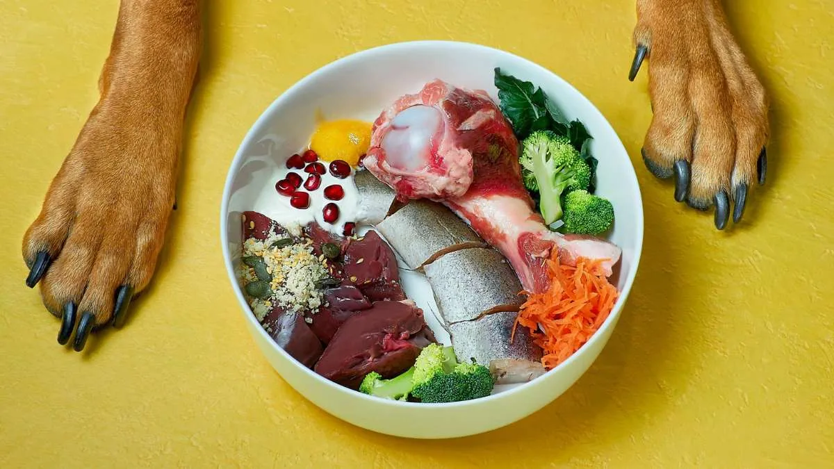 Perro disfrutando comida natural - Dieta BARF con ingredientes crudos biológicamente apropiados